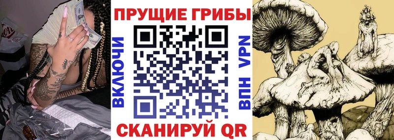 Галлюциногенные грибы Psilocybine cubensis  Купить  Пустошка 